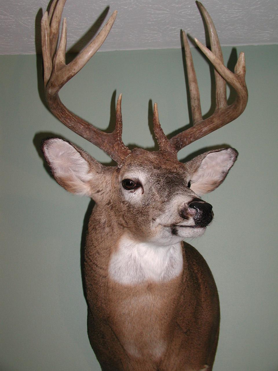 Daves Tampa Taxidermy