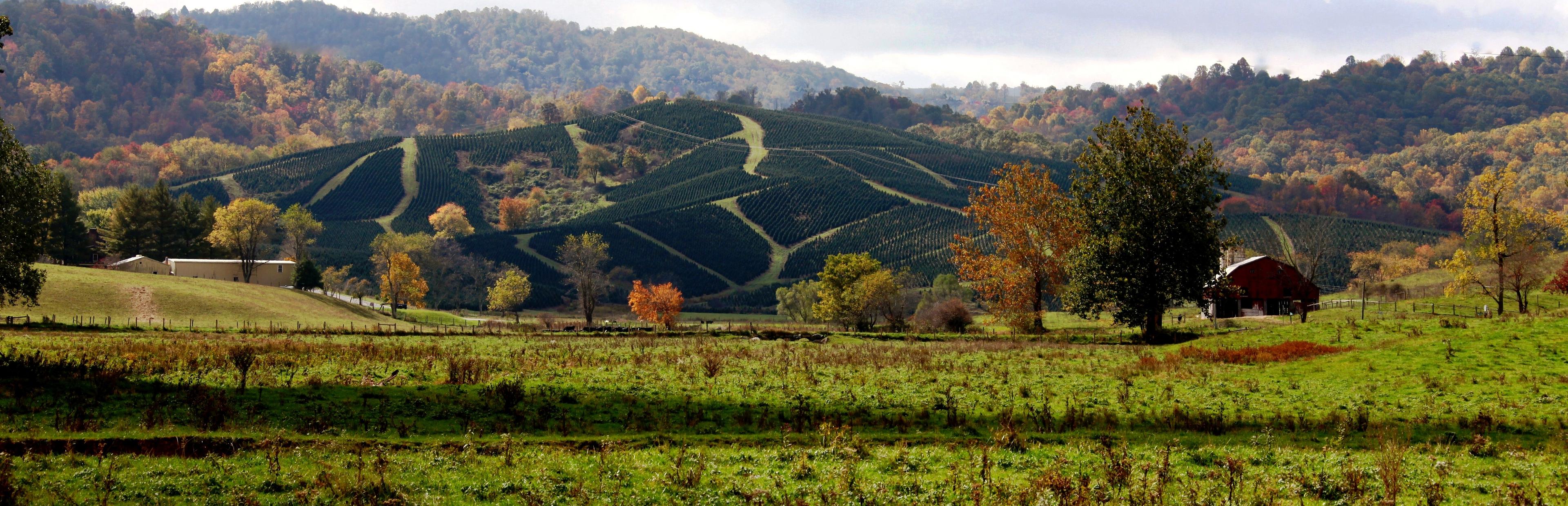 Christmas Tree Farm in Grayson County