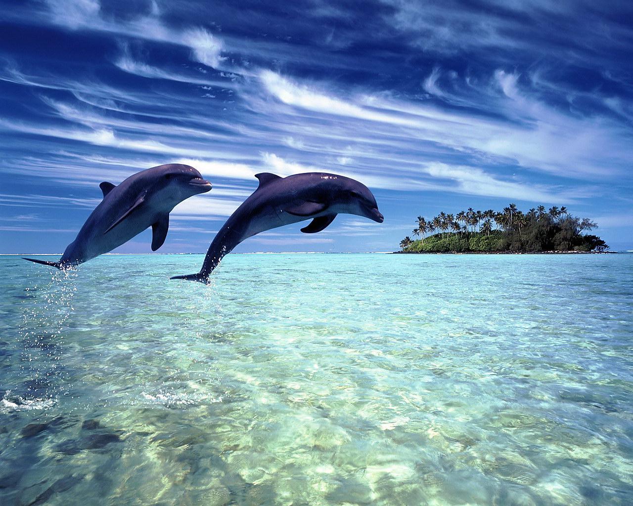 Dolphin Tours