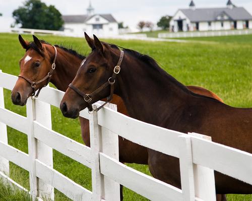 Kentucky Horse Farms