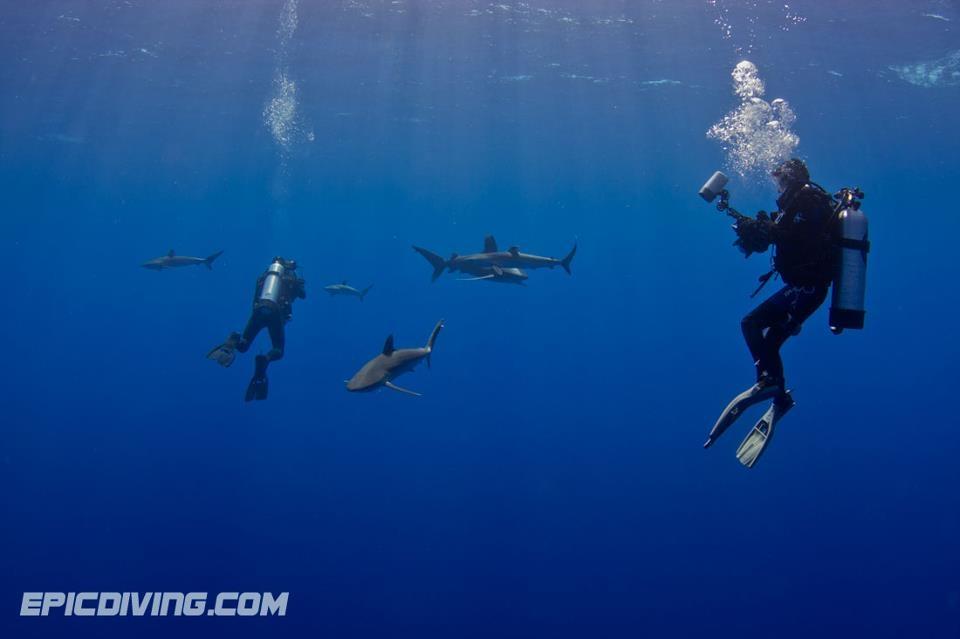 Unforgettable Shark Diving Expeditions