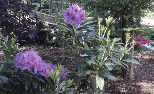 Fine Gardening