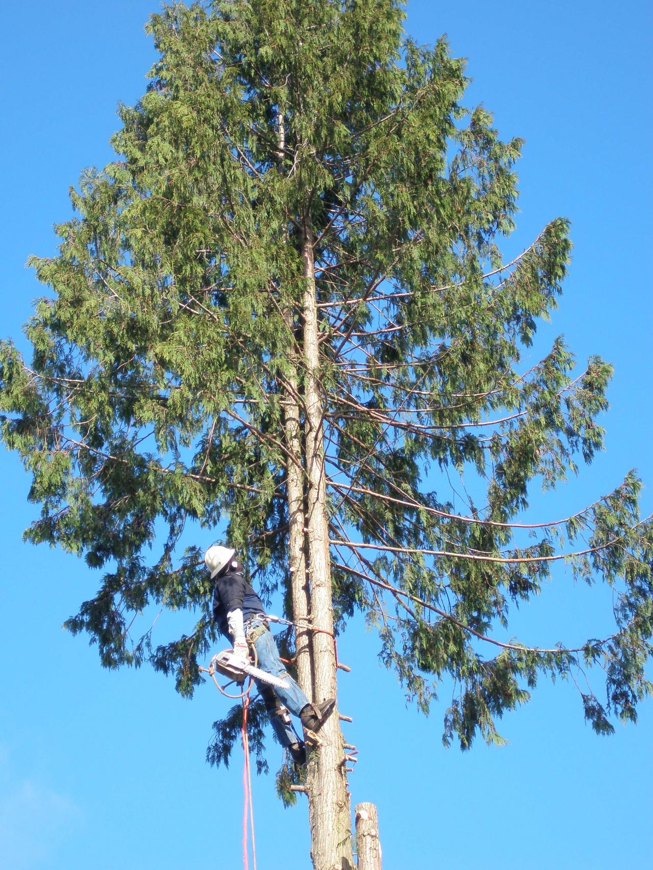 Tree Removal in Arlington, Washington