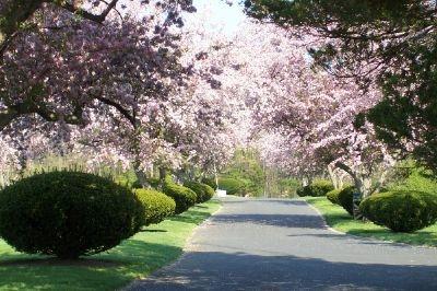 Northumberland Memorial Park