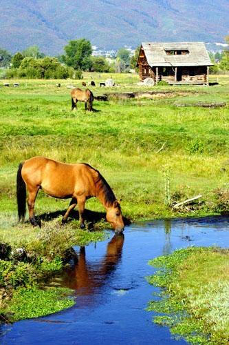 Horse, Huntsville, Utah, Ogden Valley