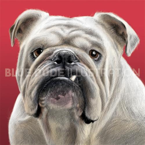 Pet Portrait of a Bulldog