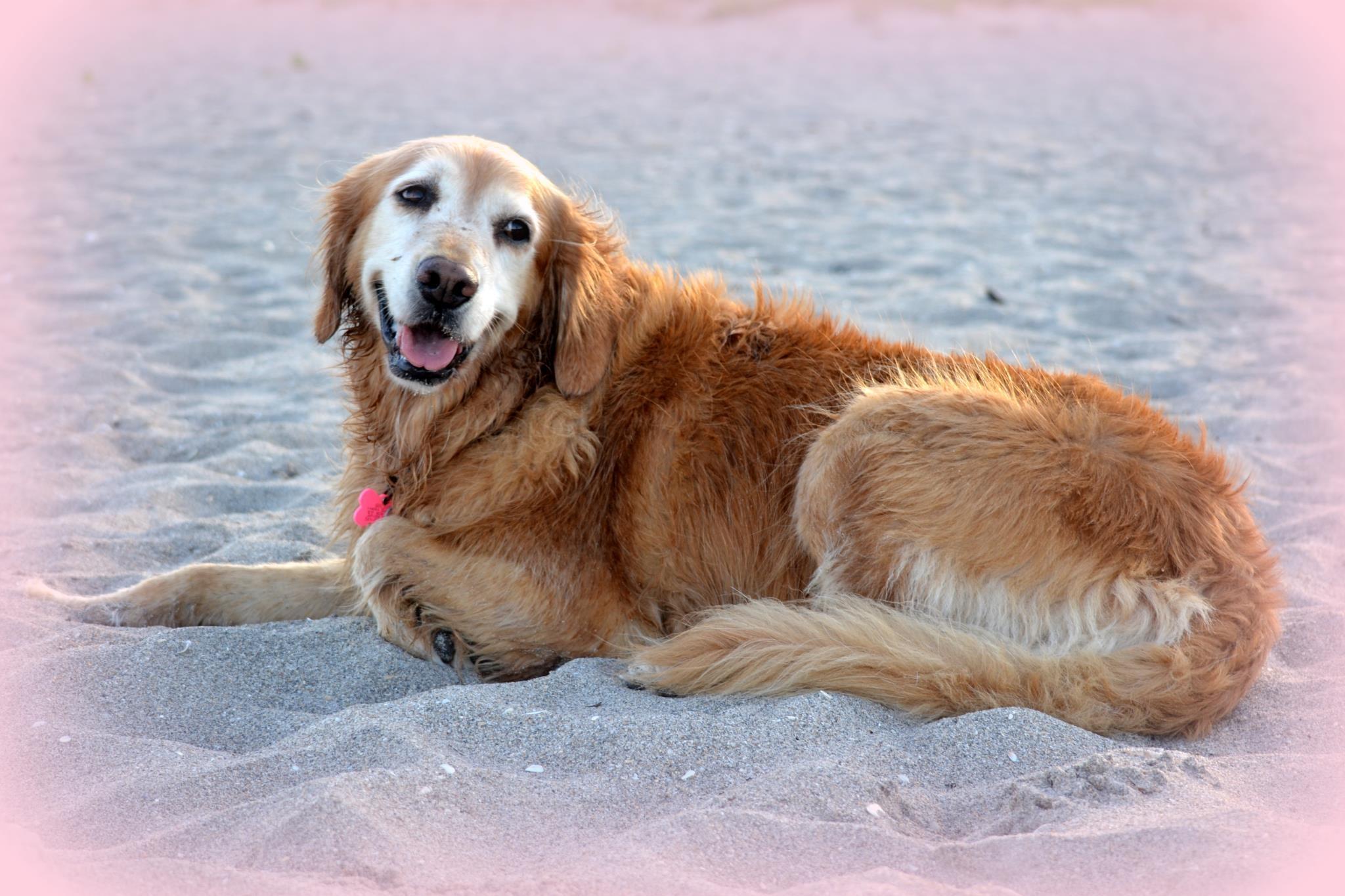 Goldie enjoying Jupiter Beach