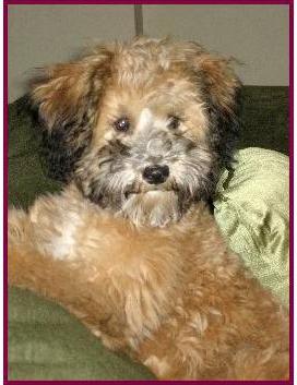 Sable Miniature Schnoodle Pup