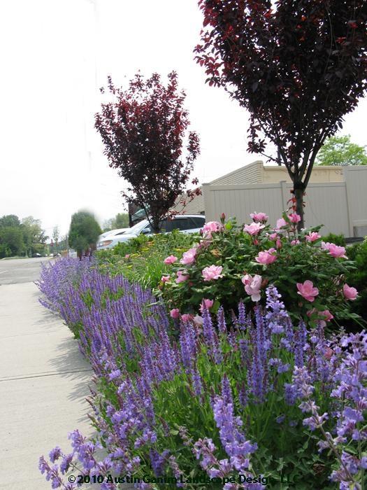 Urban Meadow - Commercial Landscape, Fairfield, CT