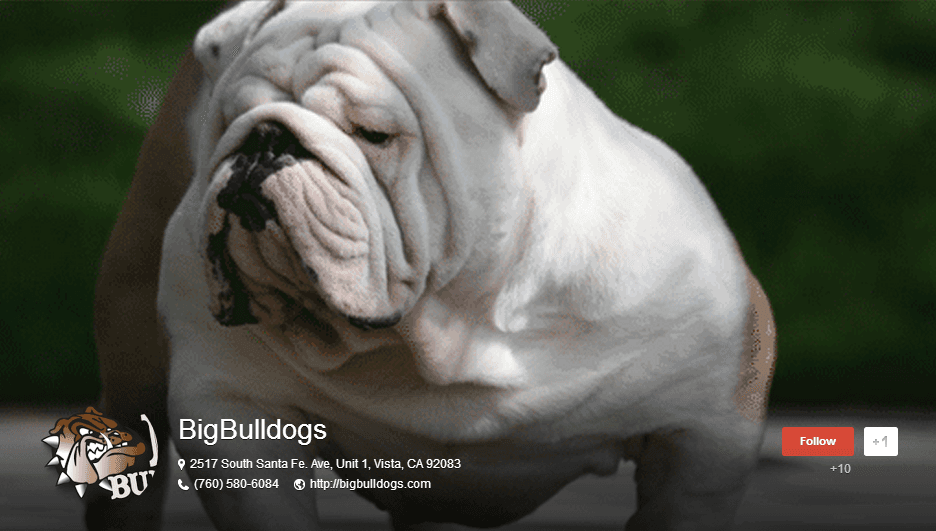 Contact BigBulldogs.com