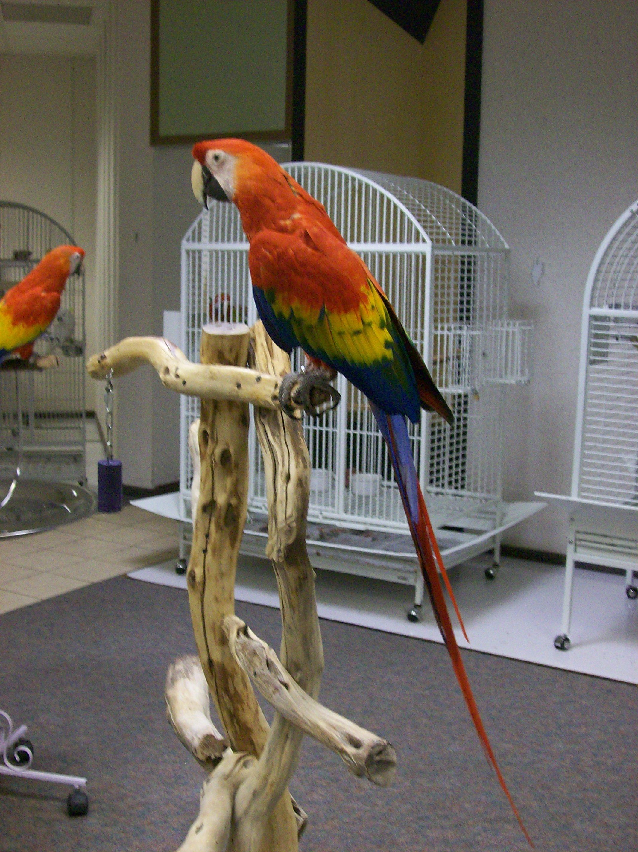 Exotic Pet Birds