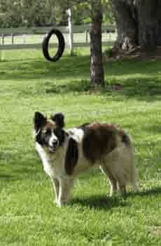 Our busy border-collie mix is totally obscessed with playing soccer, but he also keeps "varmits" away from the house and gardens as any good farm dog should.  He's a rescue too.  Please visit a local shelter rather than promote puppy mills by buying a purebred dog.