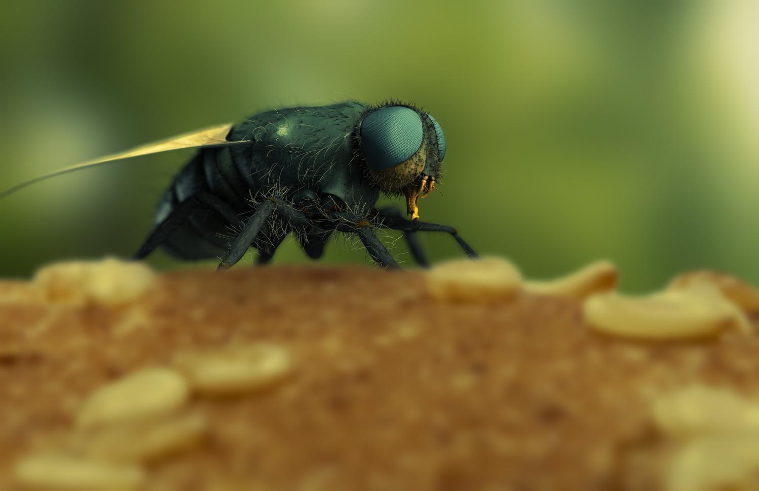 Housefly CGI