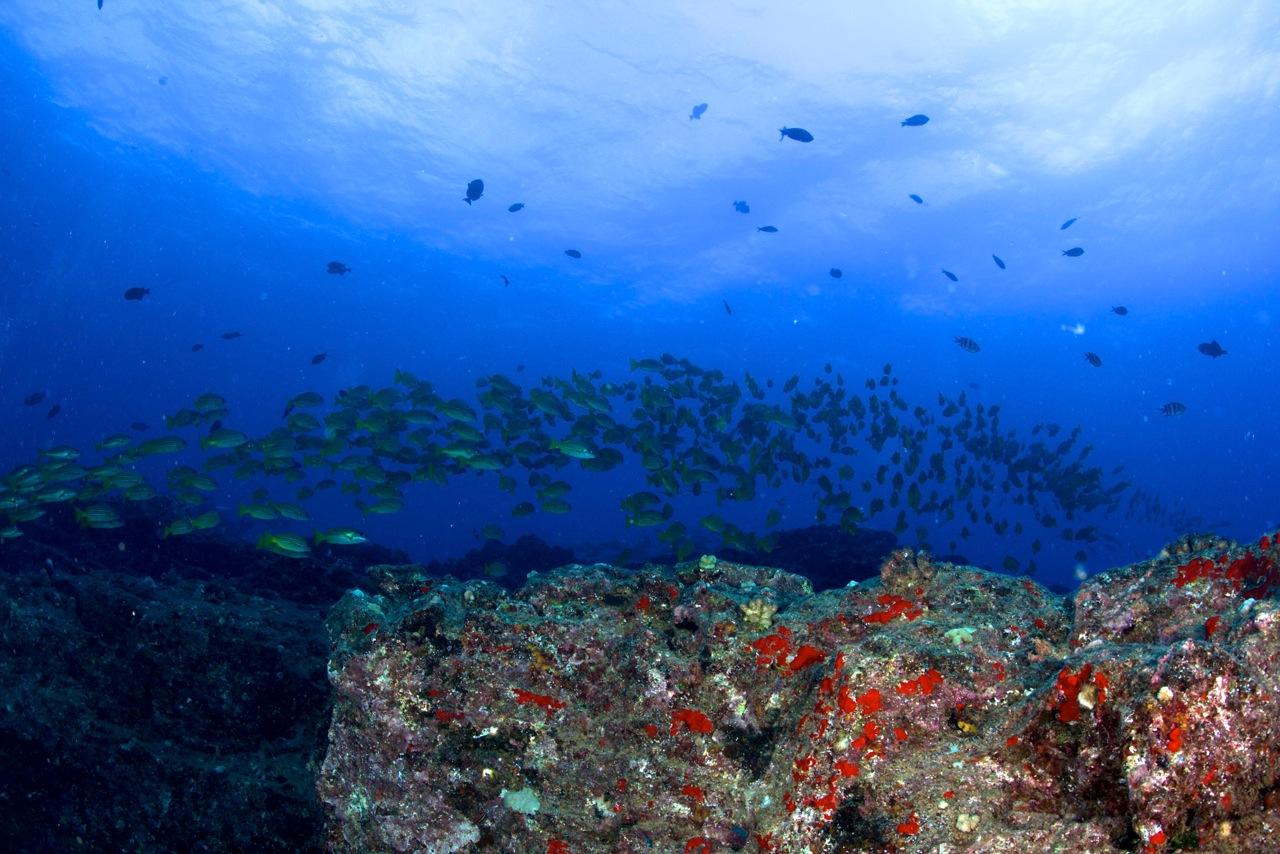 Underwater Scenery