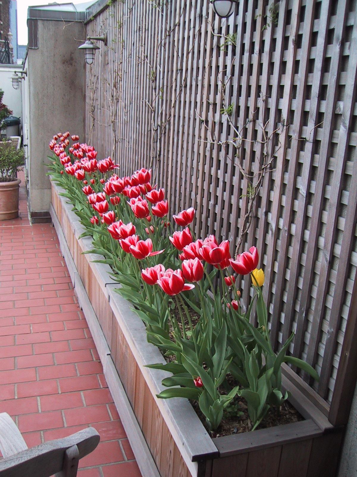 flowers brighten up any urbanscape, we even do terraces and rooftop container gardens. Our plant experts will suggest to you blooms that will flower all summer long.