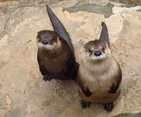 River Otters, Olive and Obi-Wan, at the WNC Nature Center