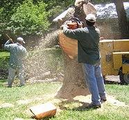 Tree Removal Services