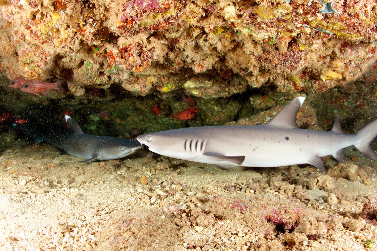 White Tip Reef Shark