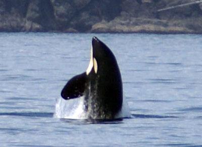 a residen orca whale spy hops off San Juan Island