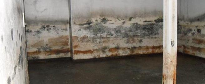 Environmental property damage should not be ignored. If left untreated, mold can majorly affect the structural integrity of your home.