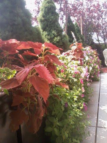 Rooftop Gardens,Terrace Garden design,Garden maintenance,Coleus,alberta Spruce,Planter boxes,new york plantings Garden design,http://www.newyorkplantings.com  irrigation specialists NYC