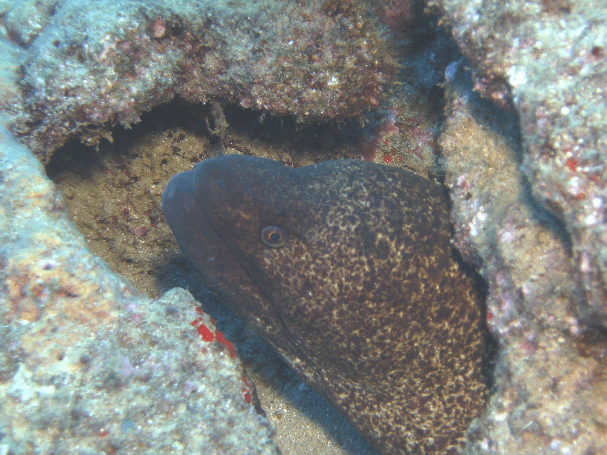 Yellow Margin Moray Eel - Seasport Divers