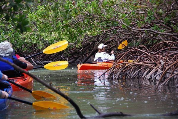 Mangrove Kayak Tours