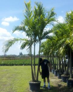 Island Wide Palm Trees