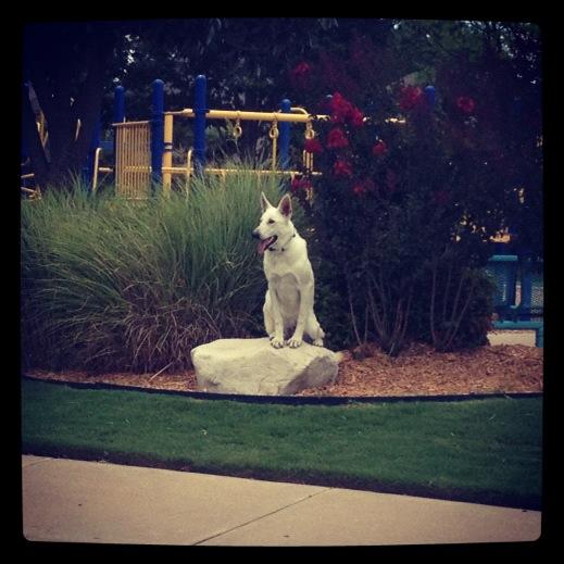 Two Dogs doing obedience training - Tulsa, OK