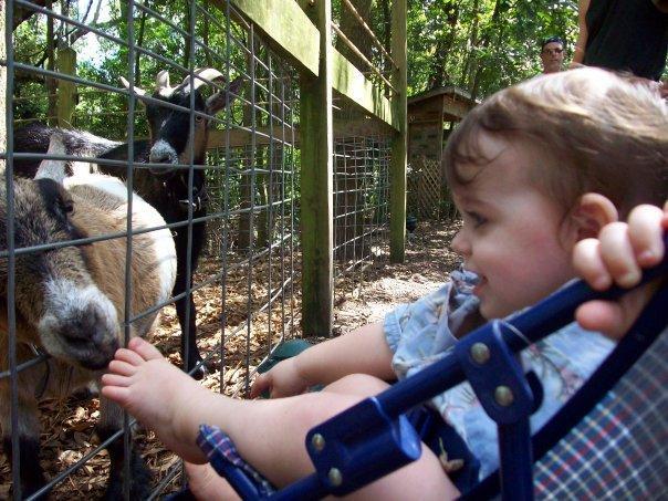 Saying hi to the goats