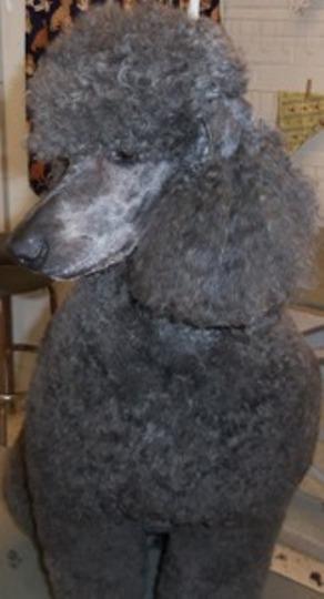 Poodle Grooming