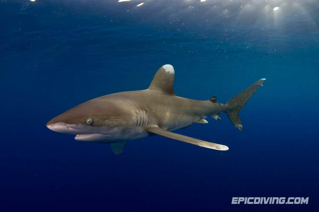 Oceanic Whitetip Encounters