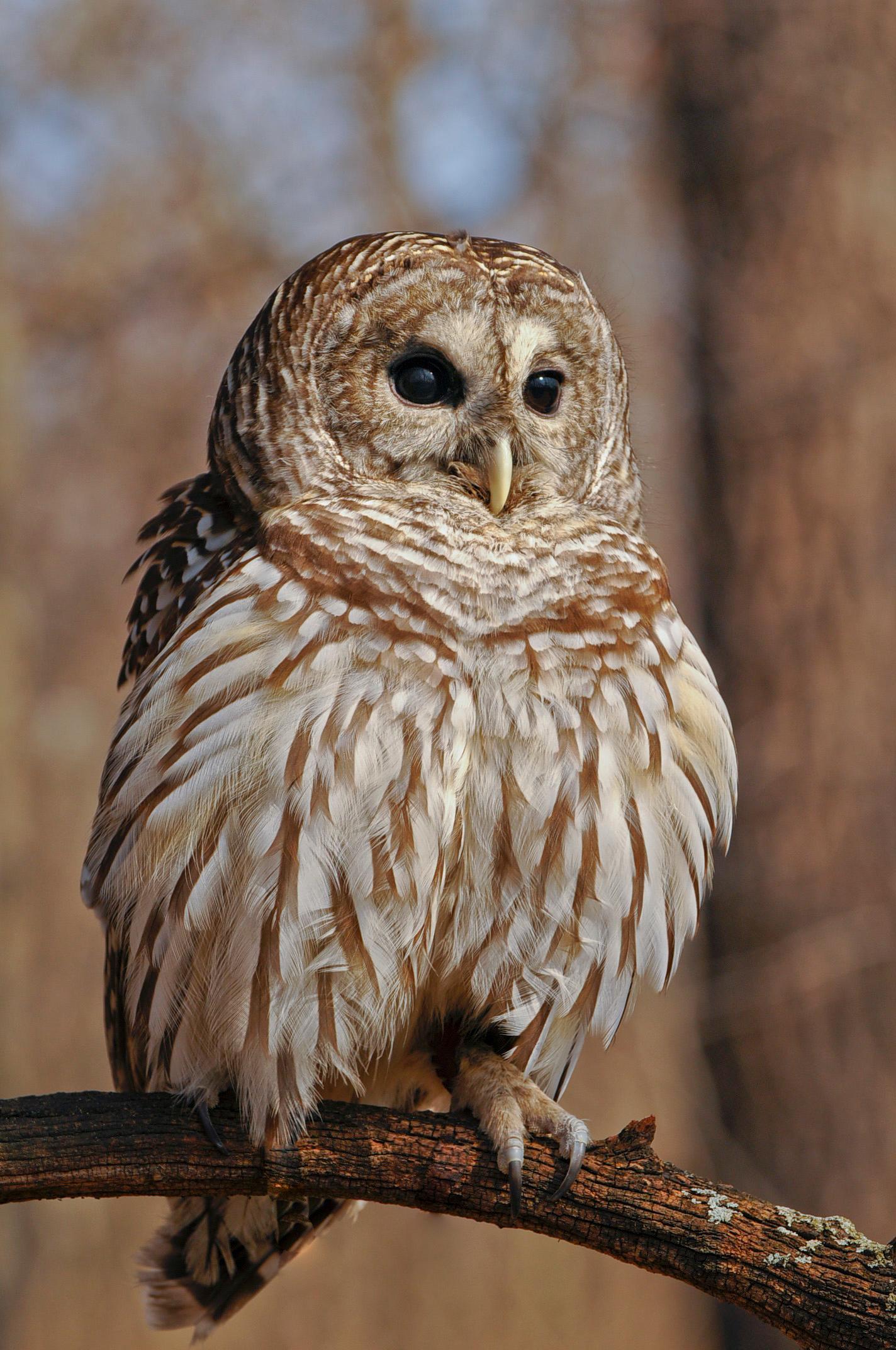 Come and see the Barred Owl