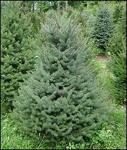 Colorado Blue Spruce