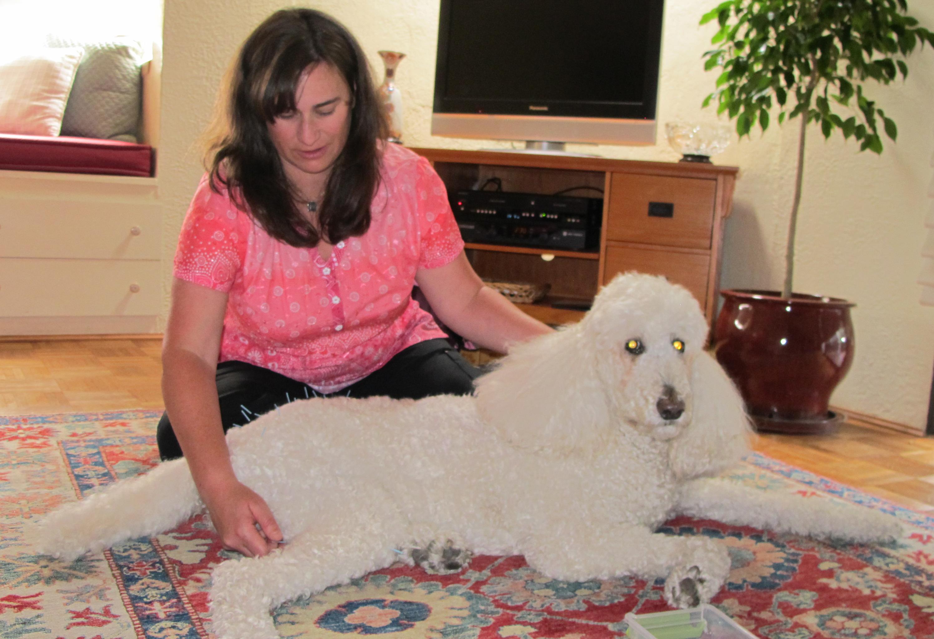 Dr. Kuty treating Bay the wonderful dog with acupuncture