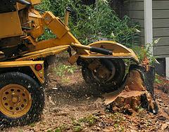 Stump Grinding