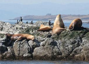 Stellar Sea Lion off the South End of San Juan Island