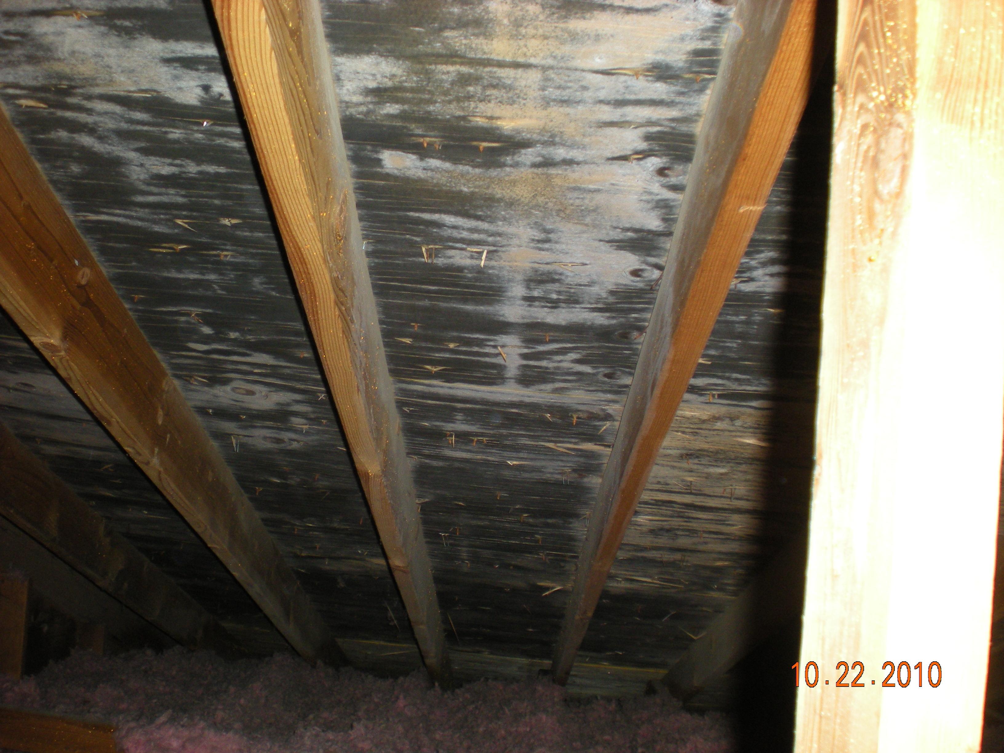 Mold in the attic