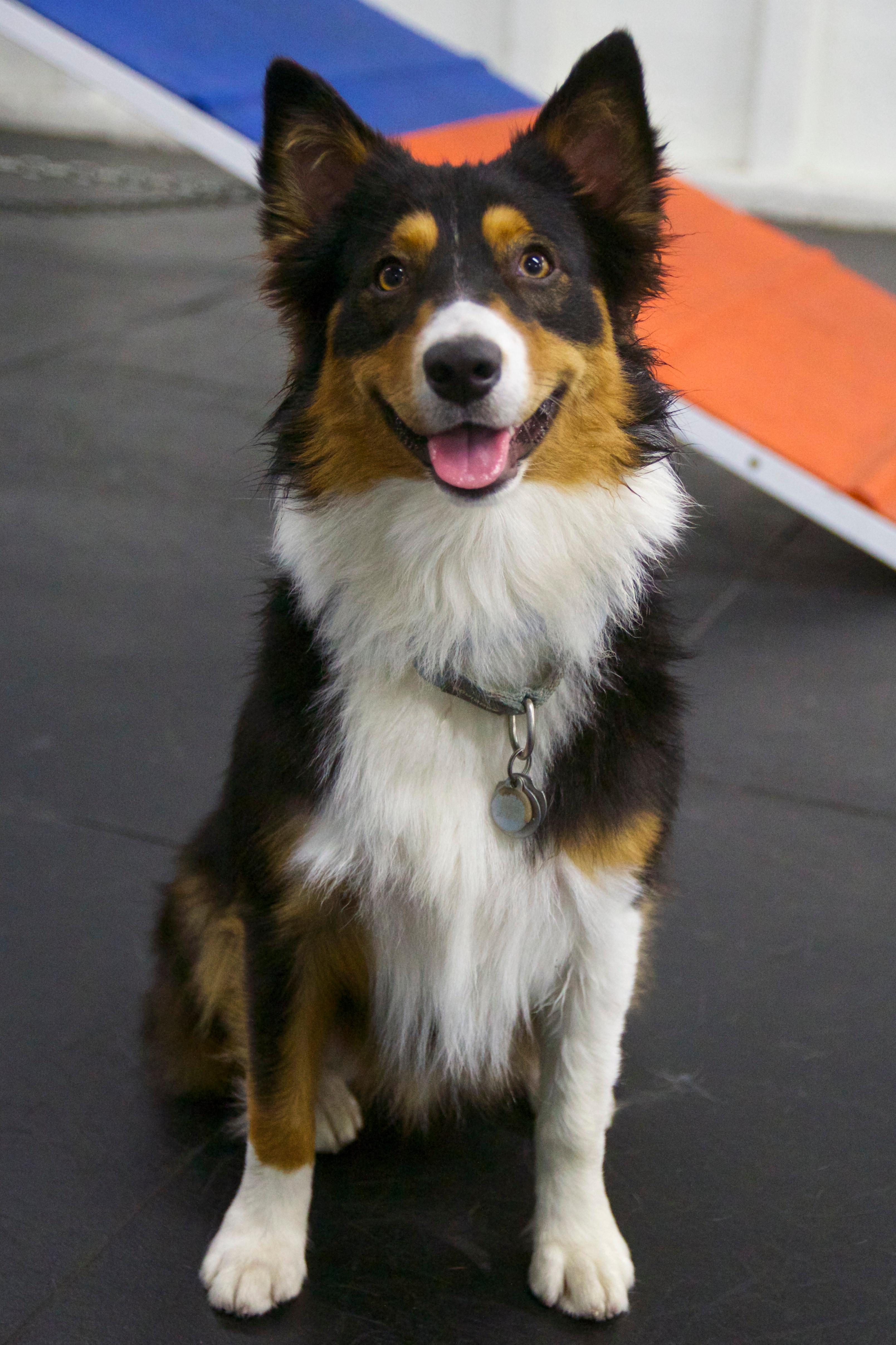 Shop Dog Shiloh!