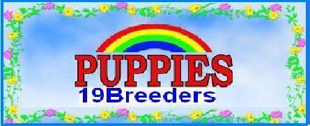 19breeders.com