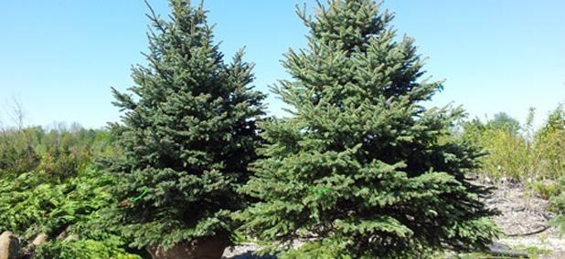 Colorado Blue Spruce