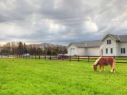 Buckley Fence, LLC Steel Board Fence Horse Farm