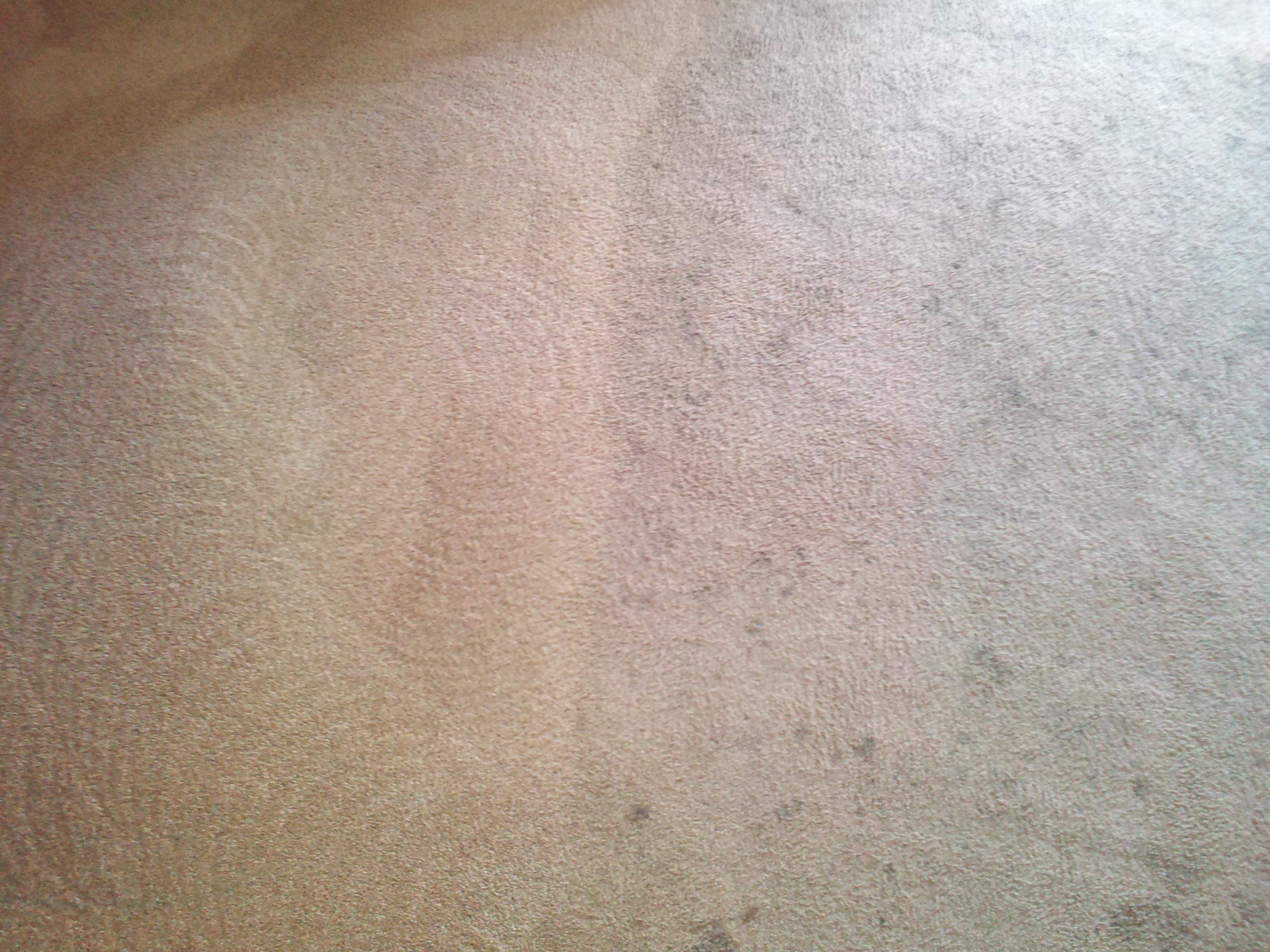 Before and After Peninsula Carpet Care