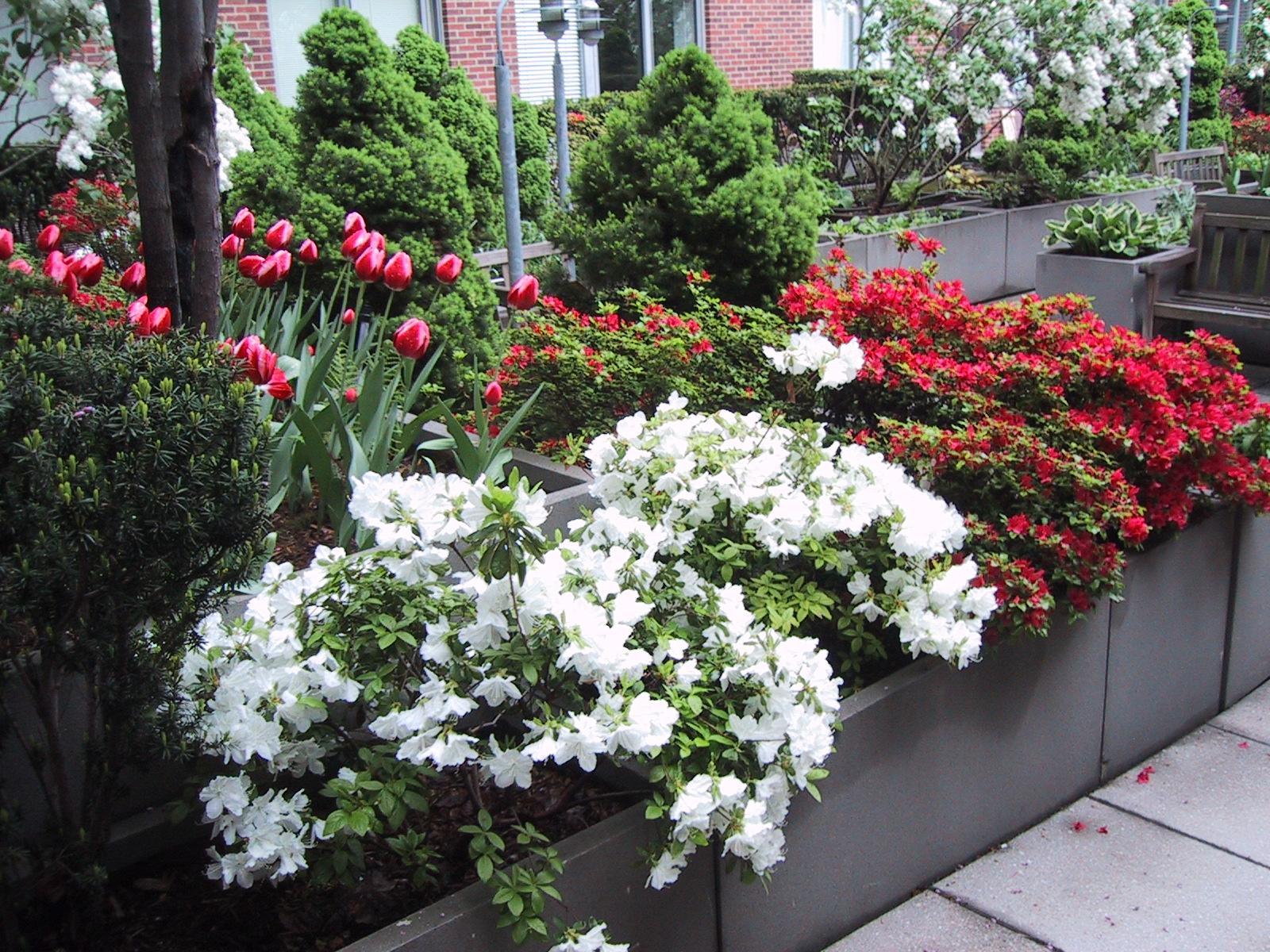 Here is another example of a fine planting addition to your outdoor private space, backyard or rooftop deck.