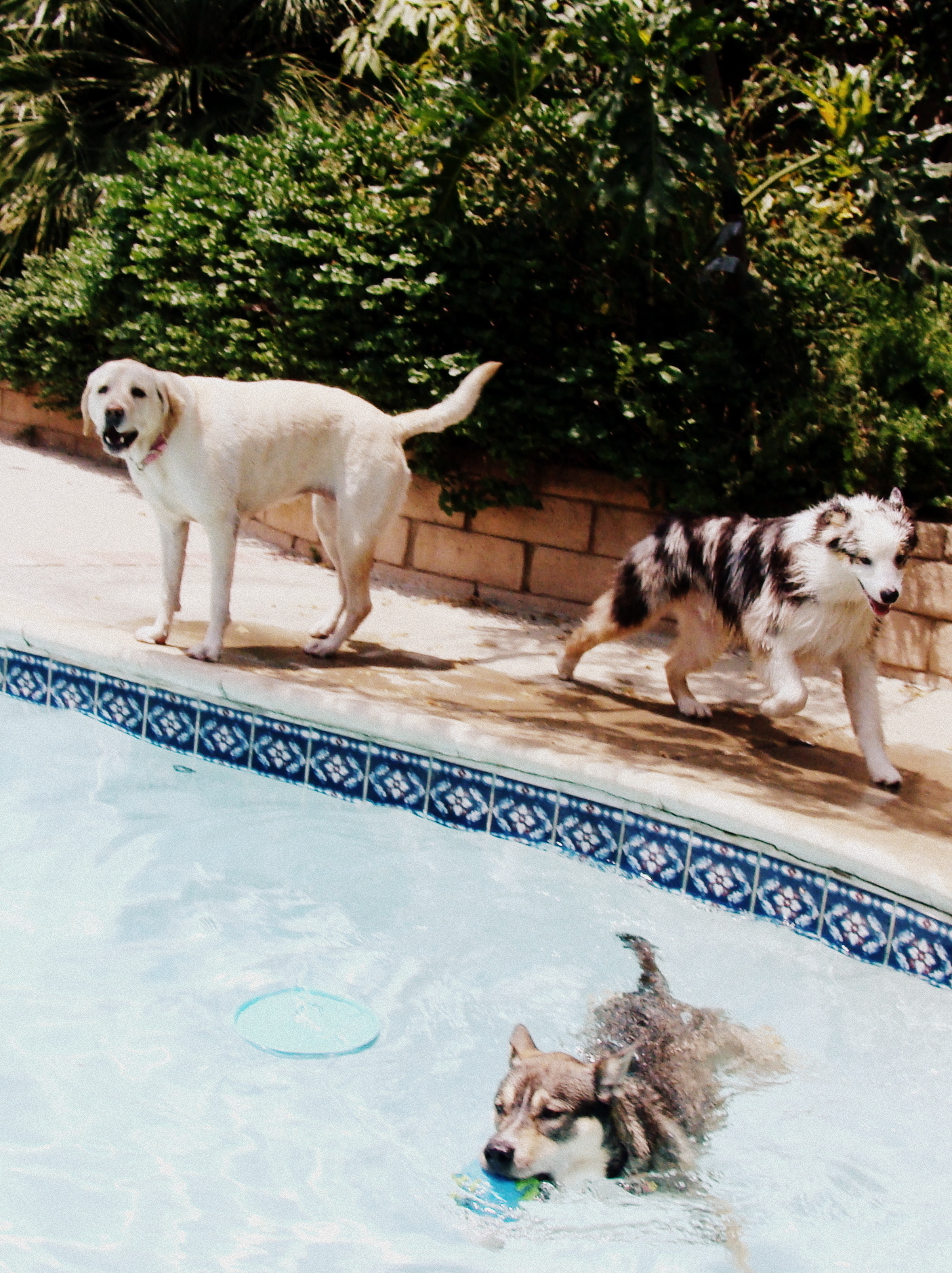 swimming at green doggie