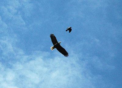 Bald Eagle above the boat