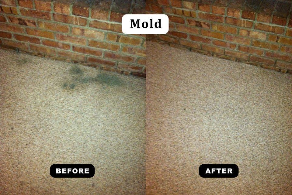 Carpet Mold Cleaning