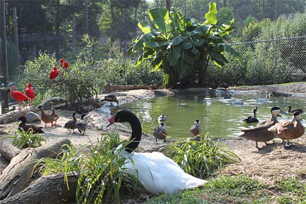 Birds on view to public