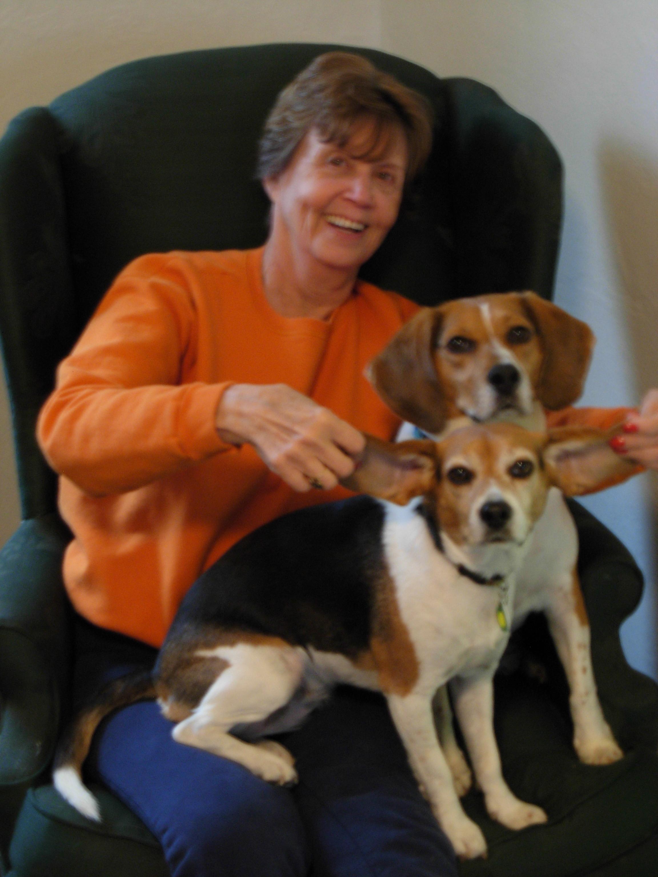 Grandma and the Beagles welcome daycare dogs