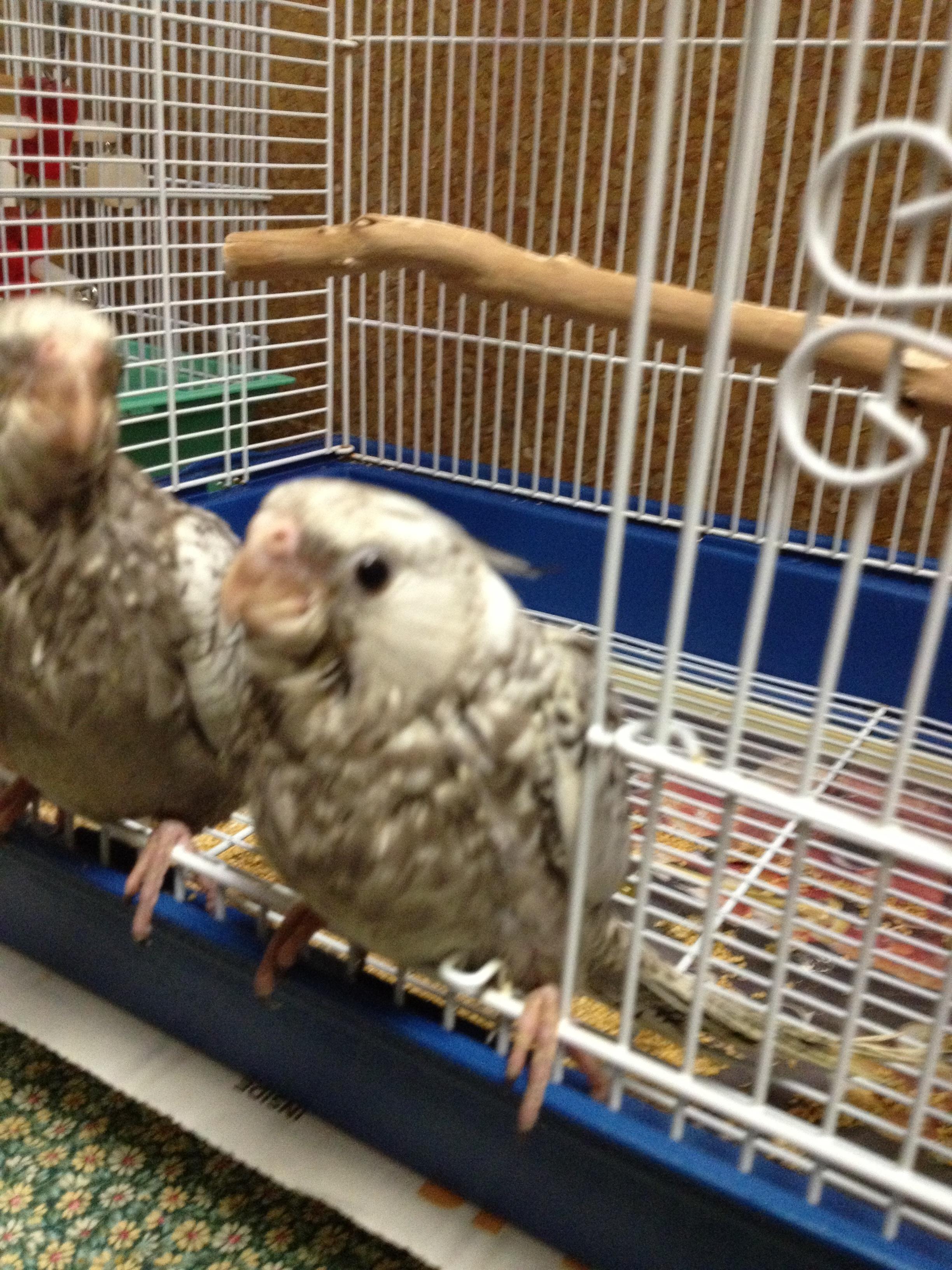 White Faced Cockatiel